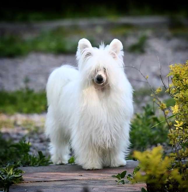 Jianny von Shinbashi