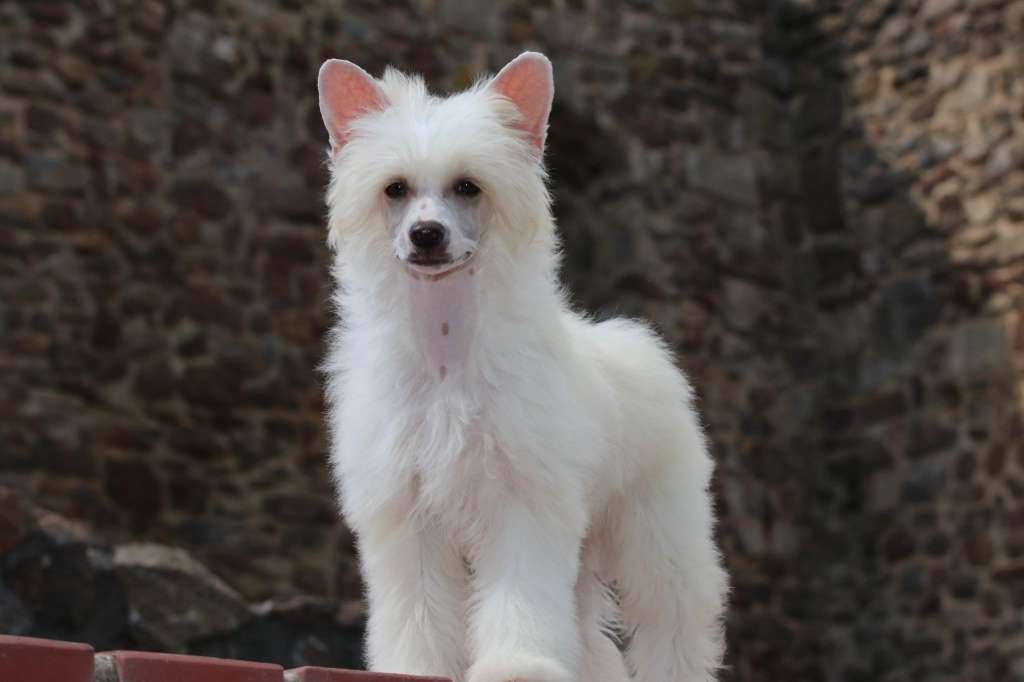 Let It Snow Princes de la Roses