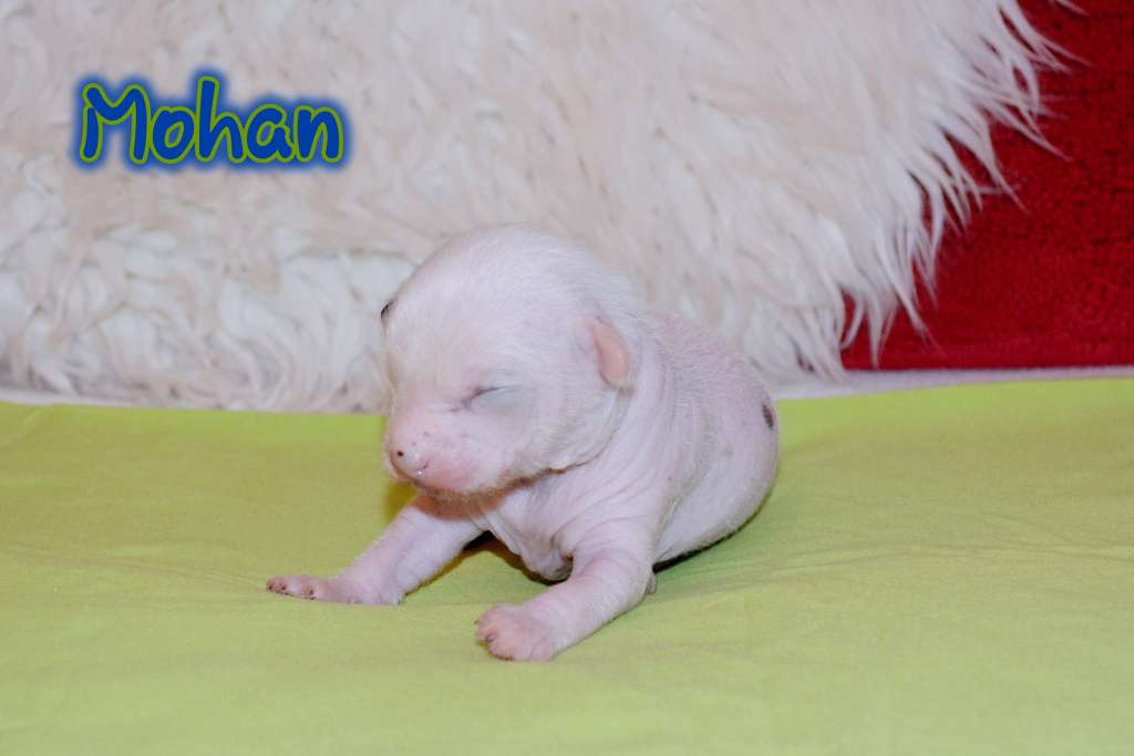 Mohan GyJe of Purple Rain