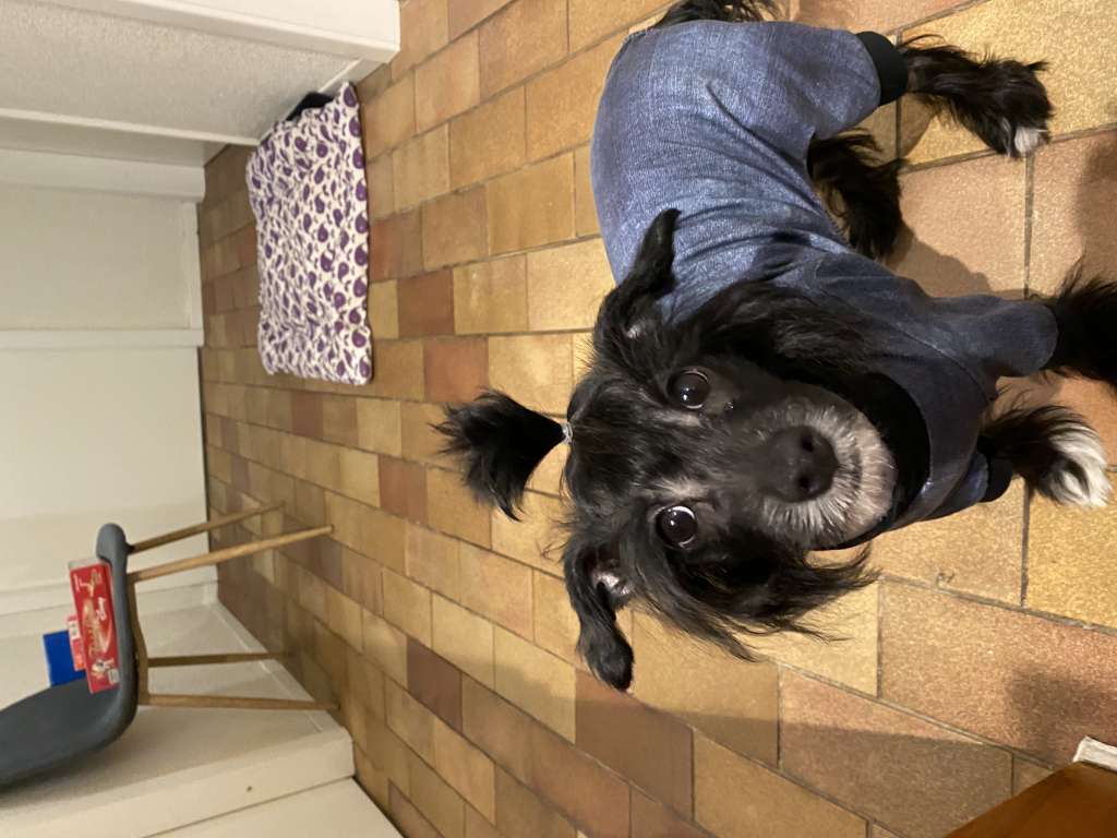 Boppelpops Bijou Anubis