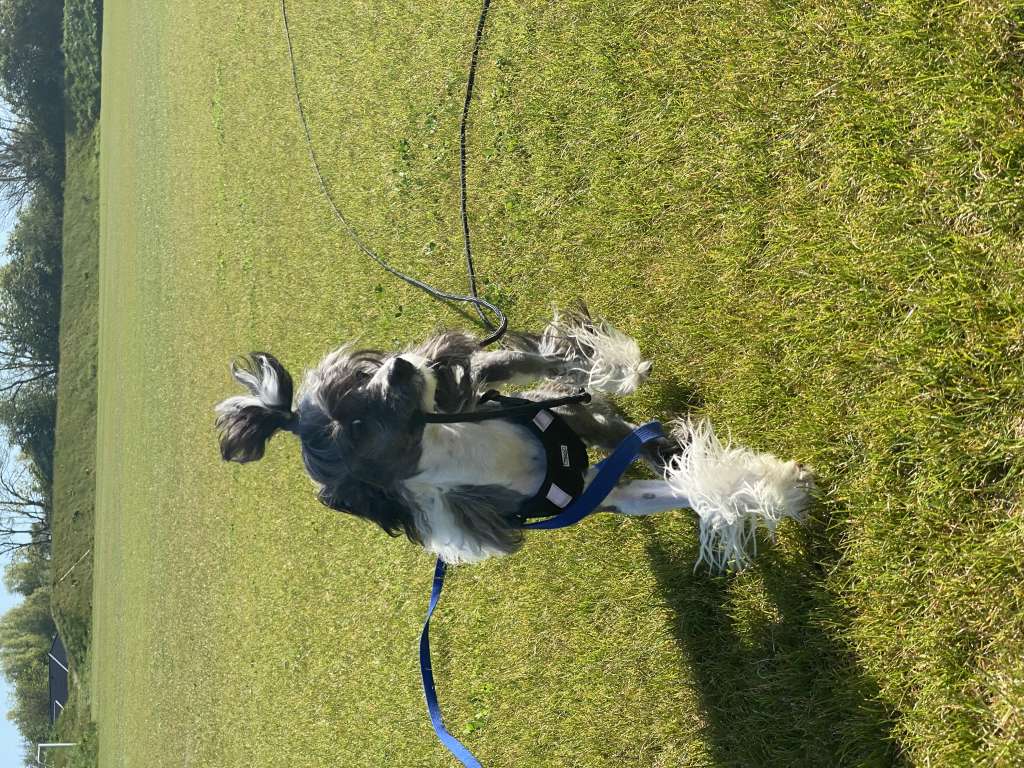 Bobbelpops Cosmo Callias Columbus