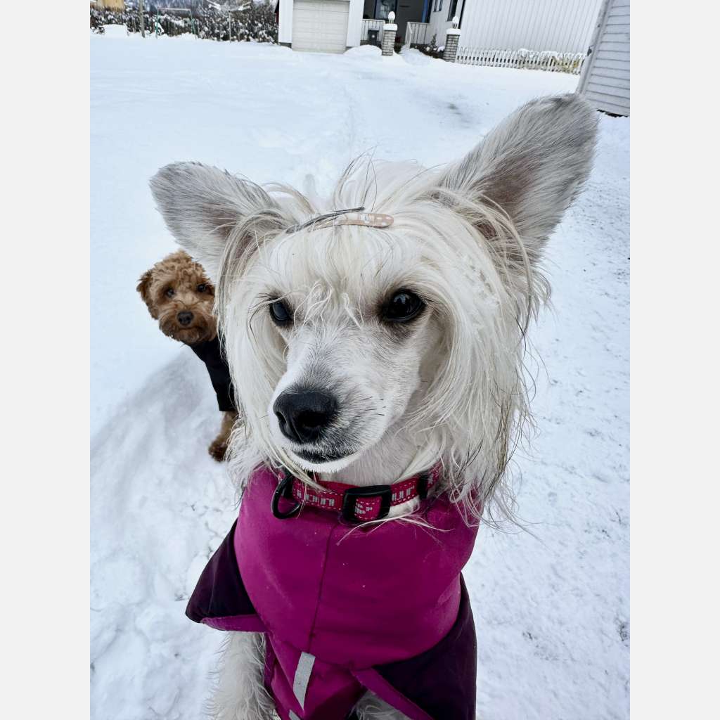 Crested Vixen's Eternal Samsara