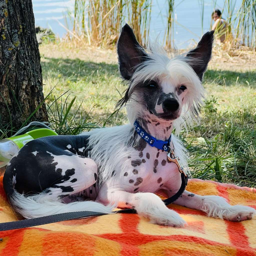 Fundoklia-völgyi Kaszanics Cody