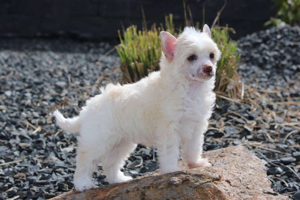 My Heart Will Go On Princes de la Roses