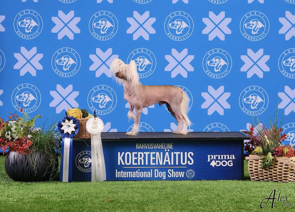 Smackeroo Khal Drogo