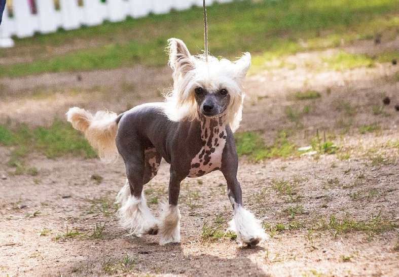 Smackeroo Daenerys Stormborn