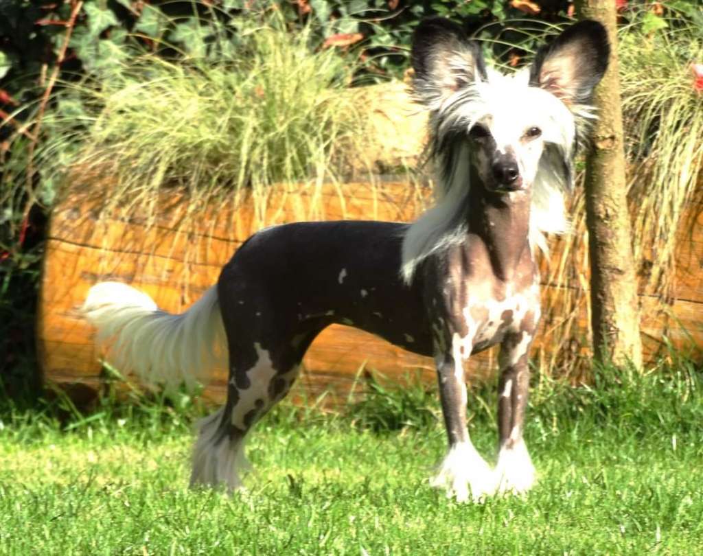 Forseti's Unlimited Unique