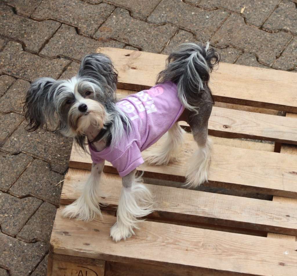 Domo Arigato Nyx in Terra Civis