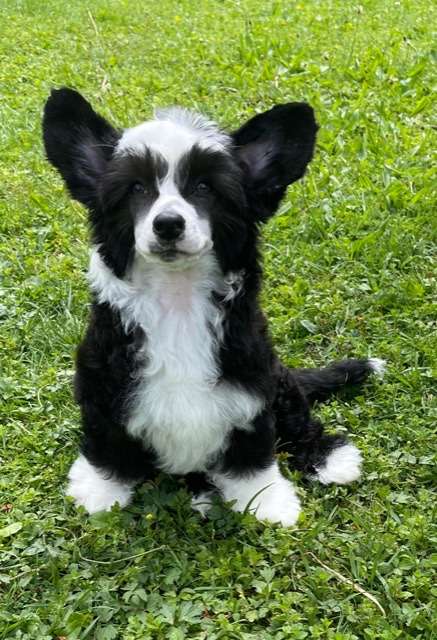 AkDeniz Tequila Boom