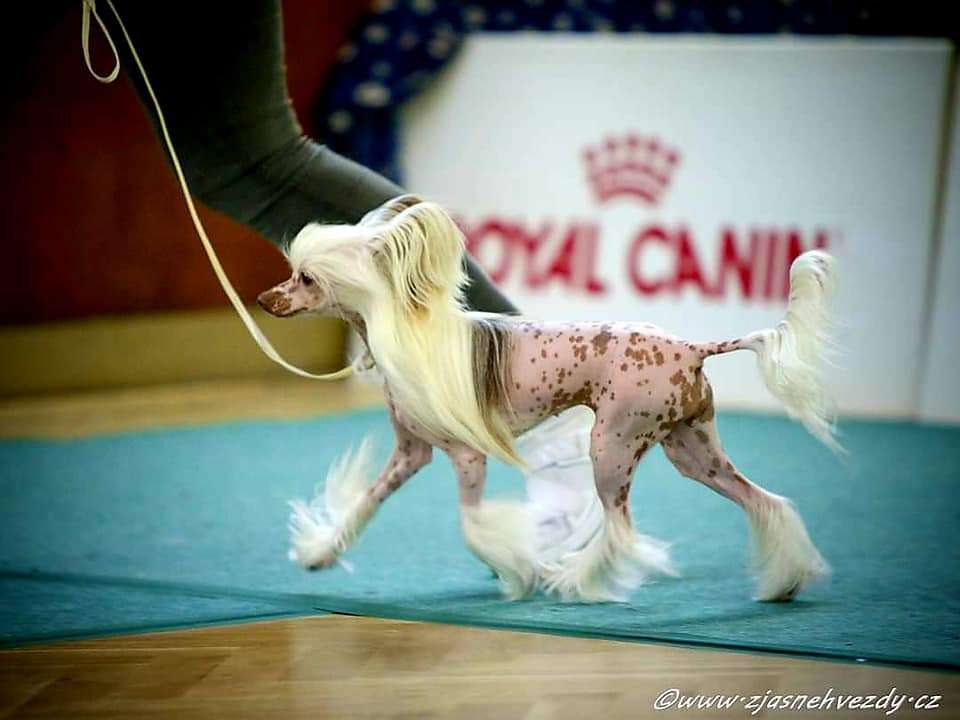 Ines Punked Benjamin