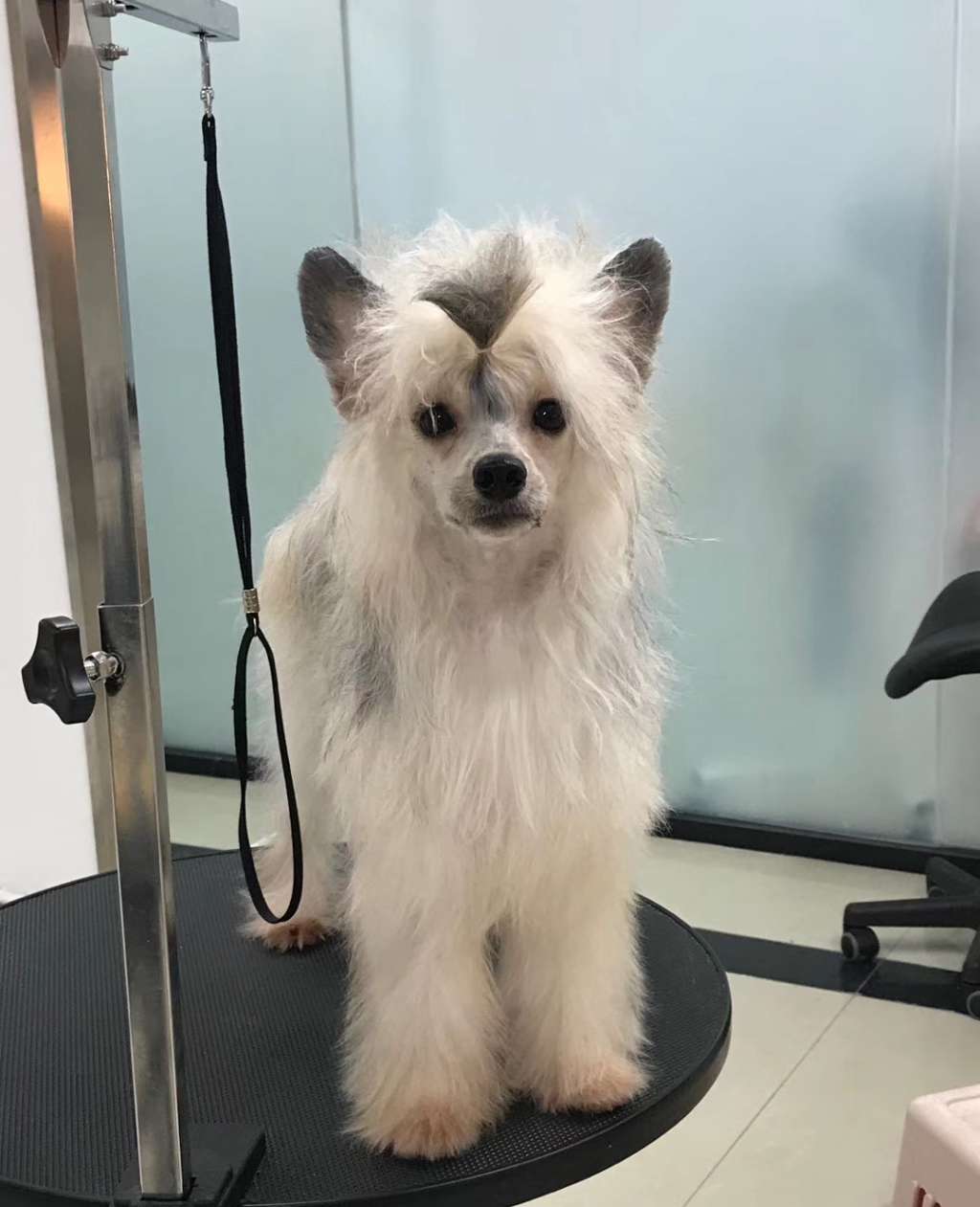 Rosa sinensis of Marmot