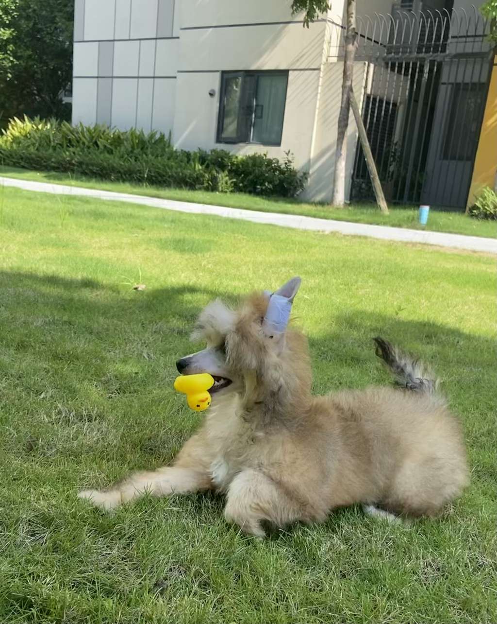 Rosa sinensis sweet