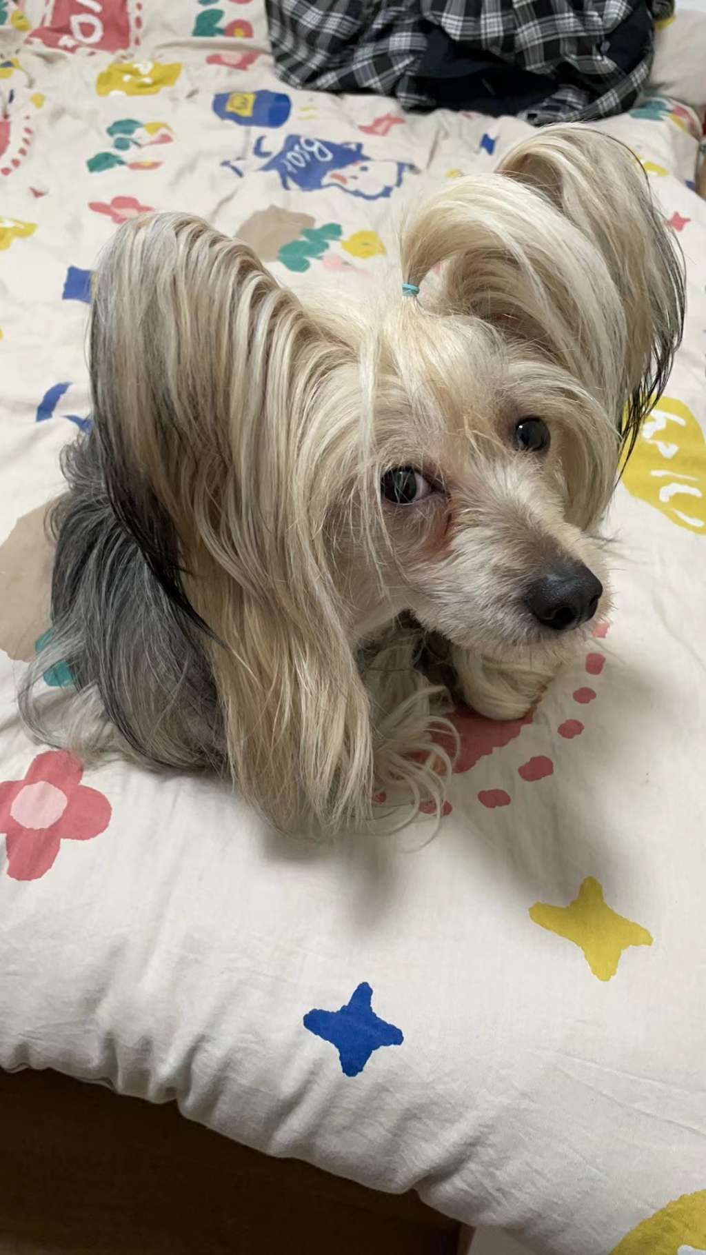 Rosa sinensis of Zaizai