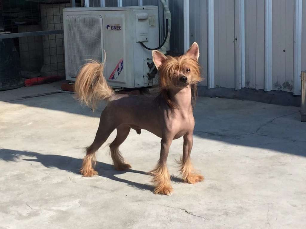 Rosa sinensis of Chashao