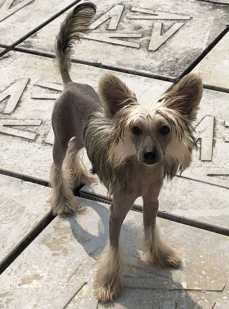 Rosa sinensis of Money