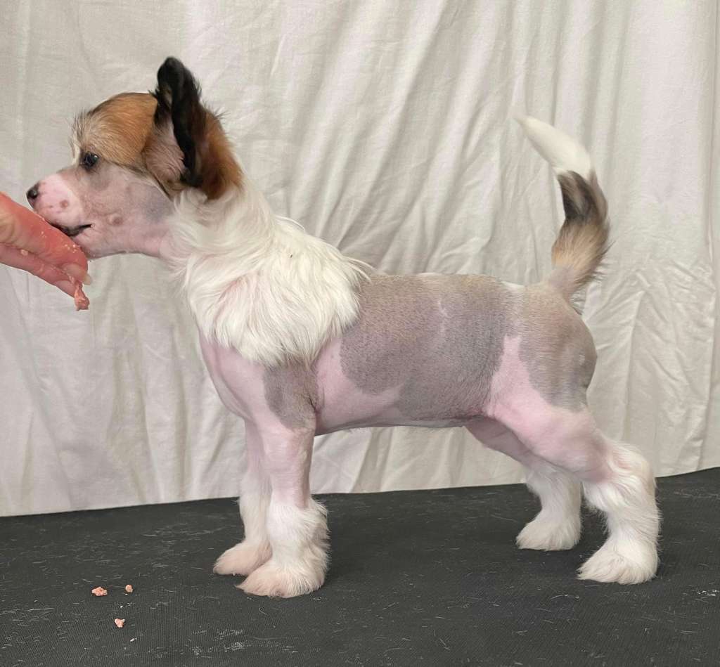 Moelmo's Alice In Wonderland