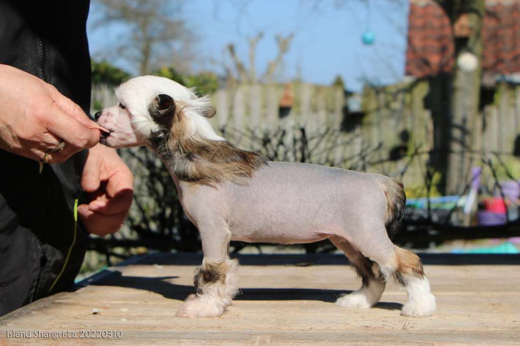 Vankets Forever Island Shangri-La