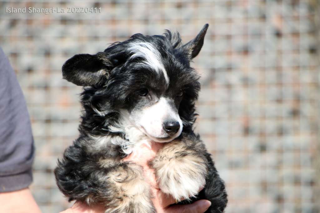 Vin Diesel Island Shangri-La