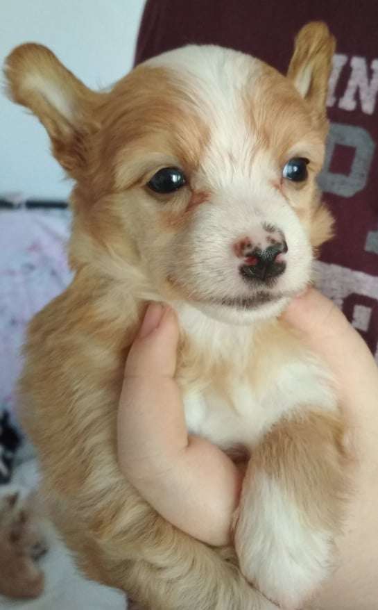 Kevin Costner Milfra-Moravia