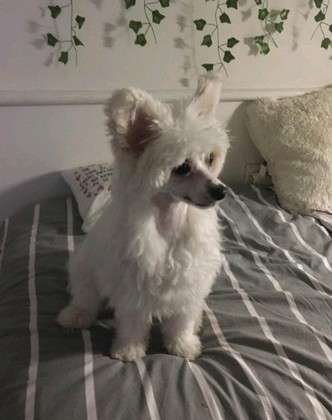 Karmelita Milfra-Moravia