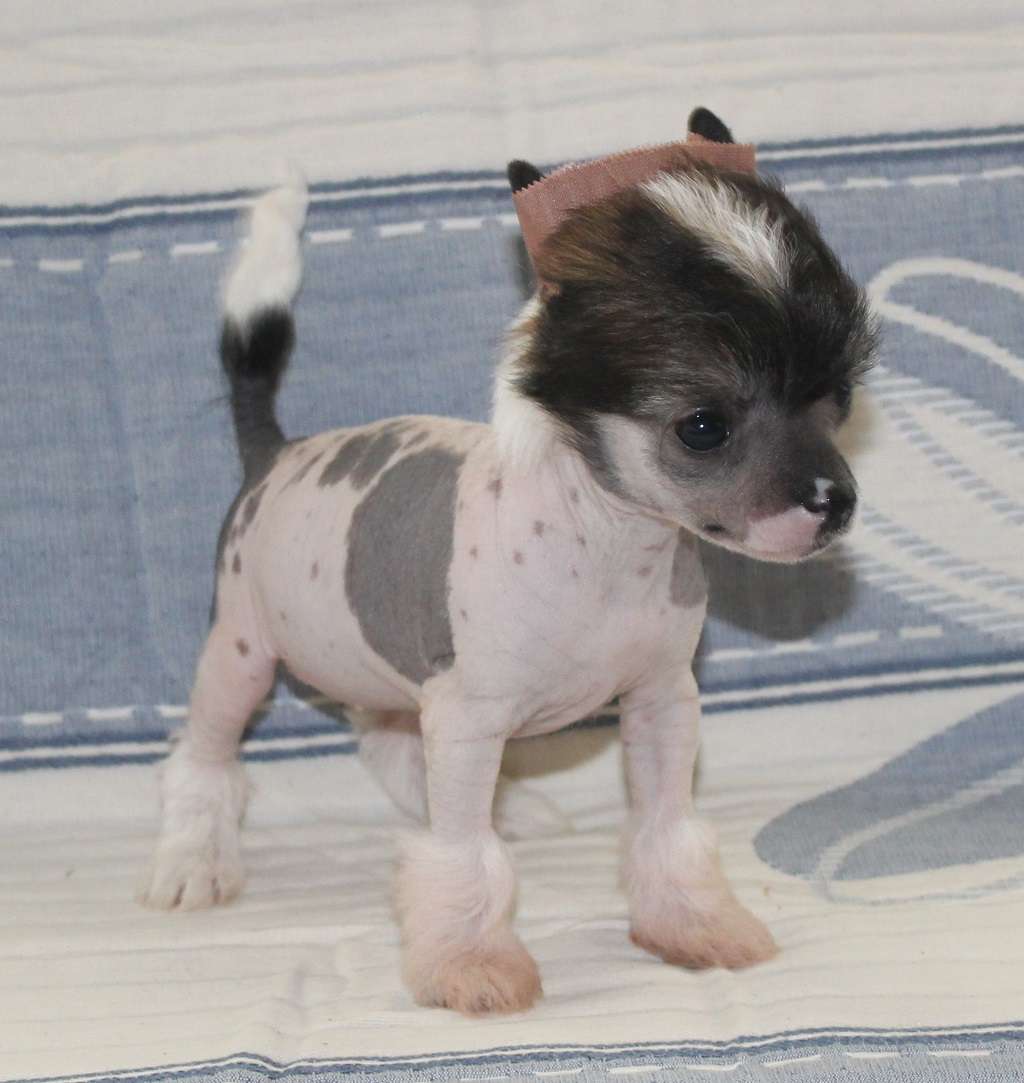 Eager dolly de Almamasan