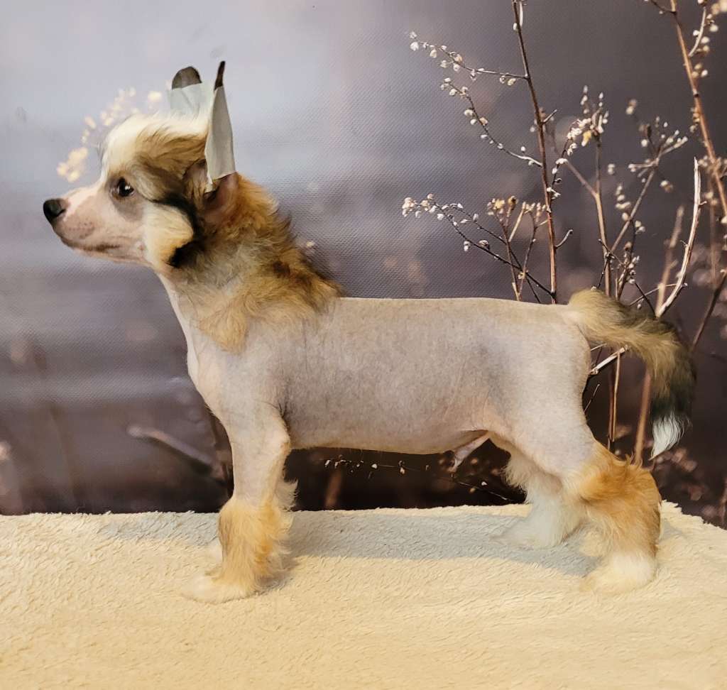 Apriori Vip Willy Wonka