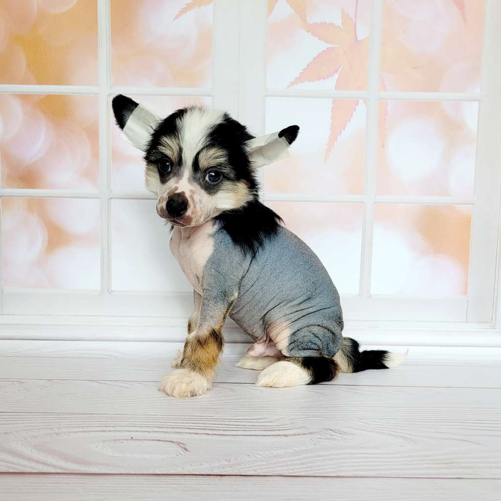 Apriori Vip Wizard of Oz