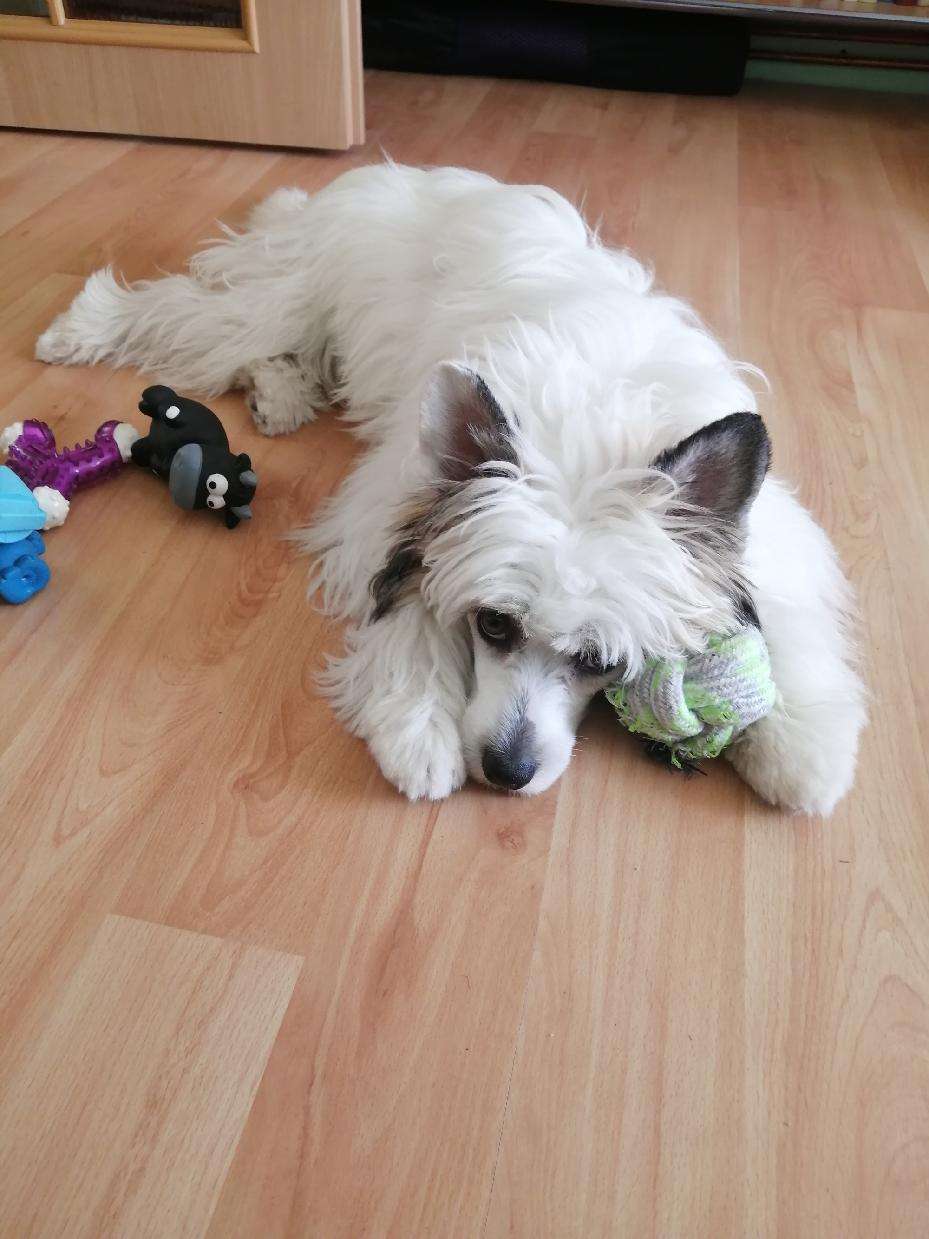 Adrian z Jasne hvezdy