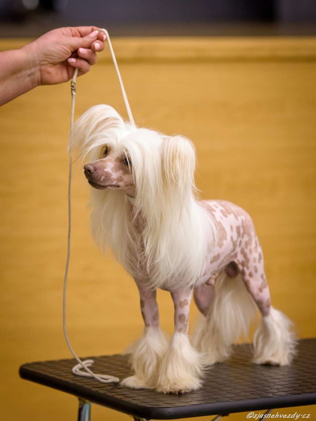 Allien z Jasne hvezdy