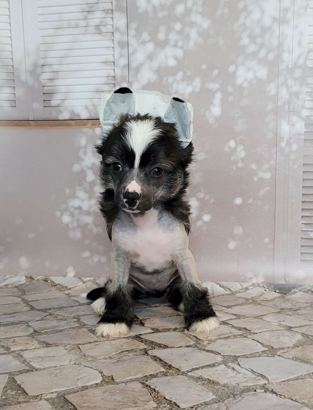 Apriori Vip Whisky-Cola