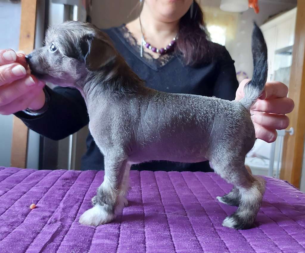 Joyway's Daisy Duck Goes Lady Buck's