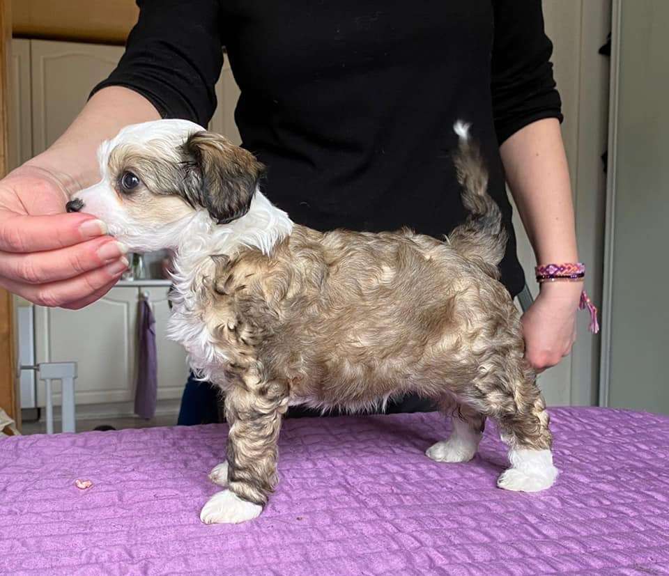 Joyway's I'm Not Fat I'm Fluffy