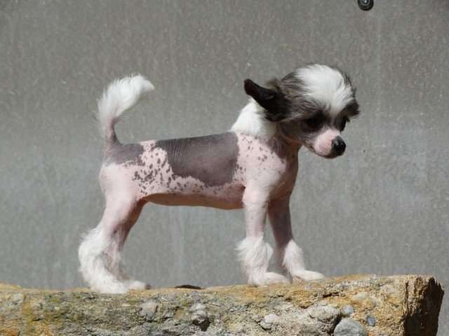 Forseti's Verde Maria