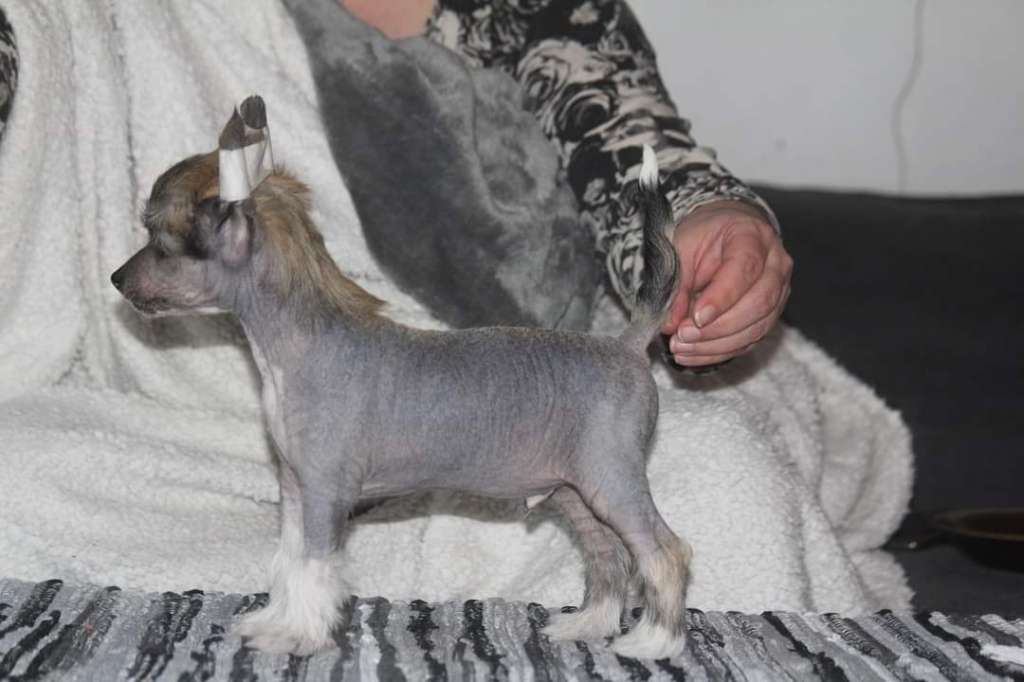 Kultapaimenen Dream That Dazzle