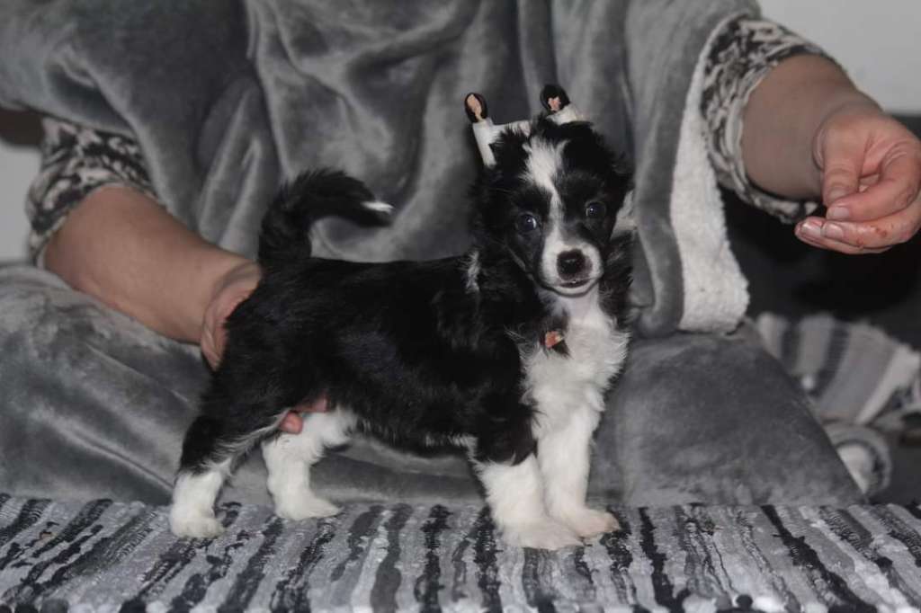 Kultapaimenen Dream A Little Dream