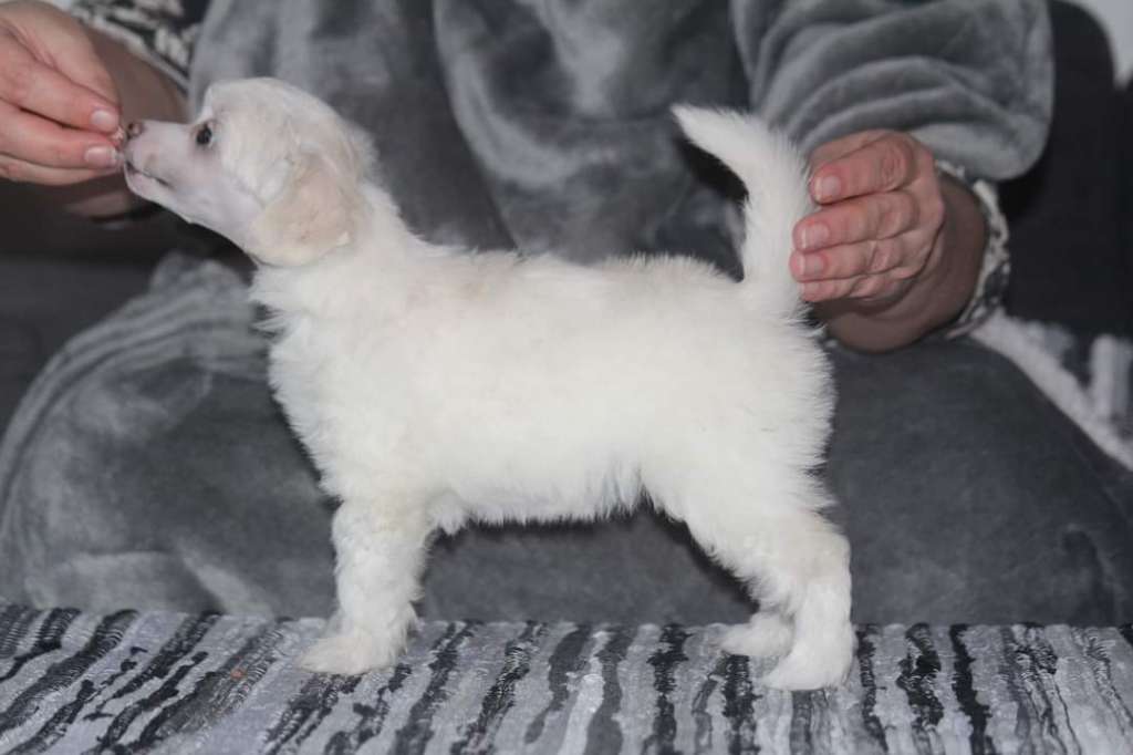 Kultapaimenen Dreaming Of Snow