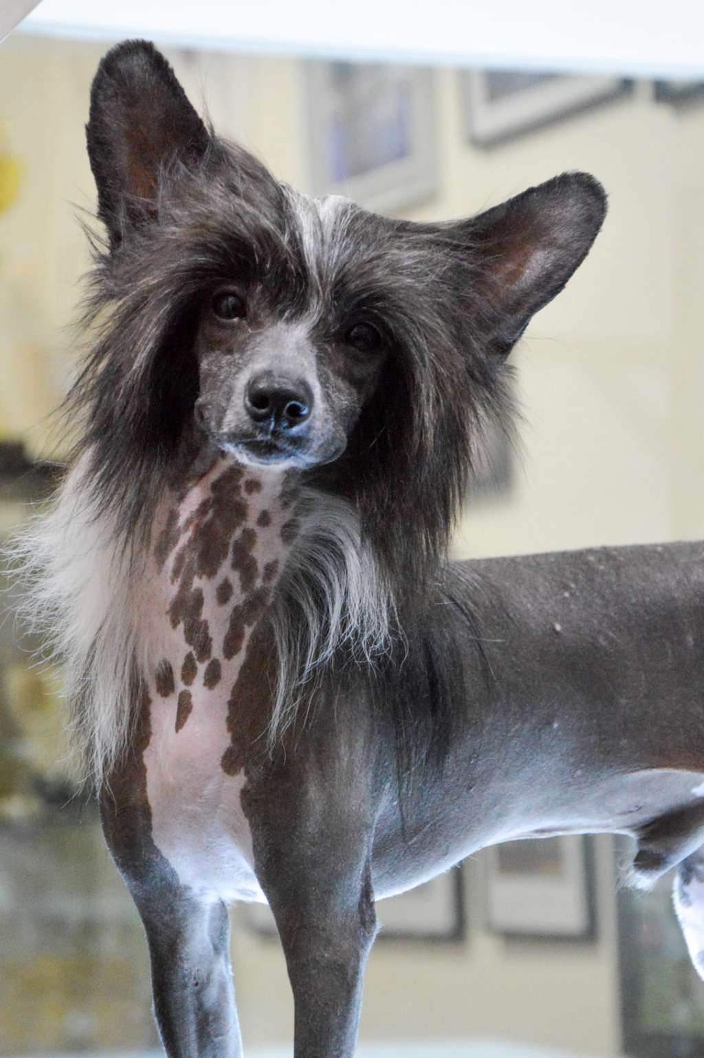 Santo Domenico Versace de Lybóriu's Legacy