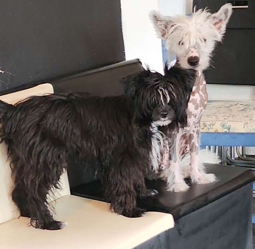 Harper Beckham de Lybóriu's Legacy