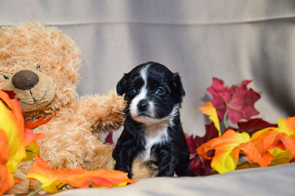 Vitoria Beckham de Lybóriu's Legacy