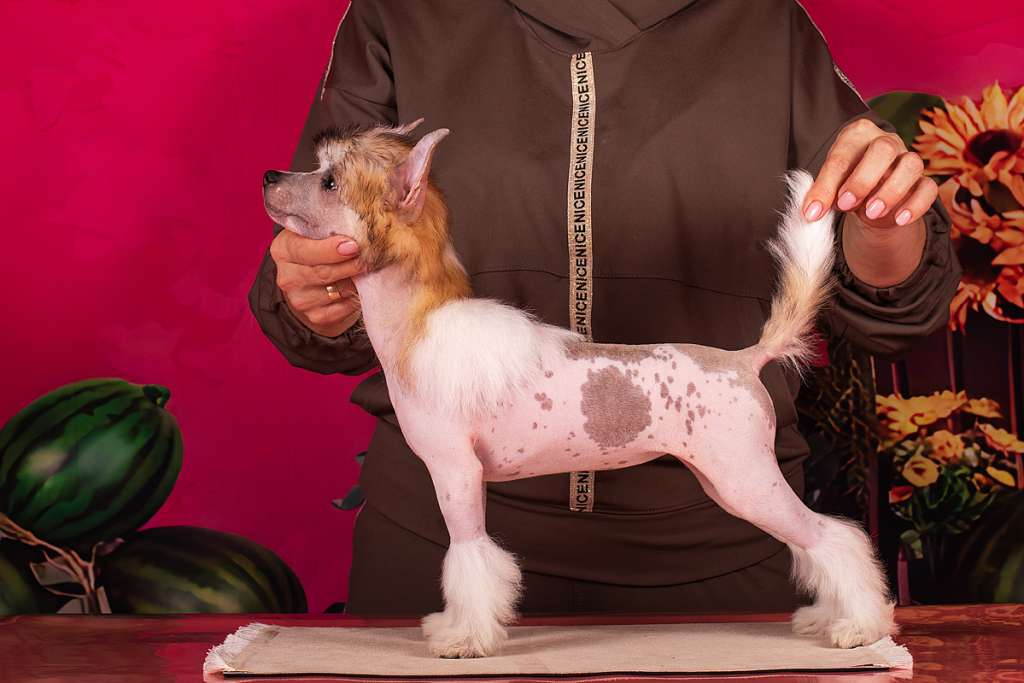 Ashantal Cha-cha-cha