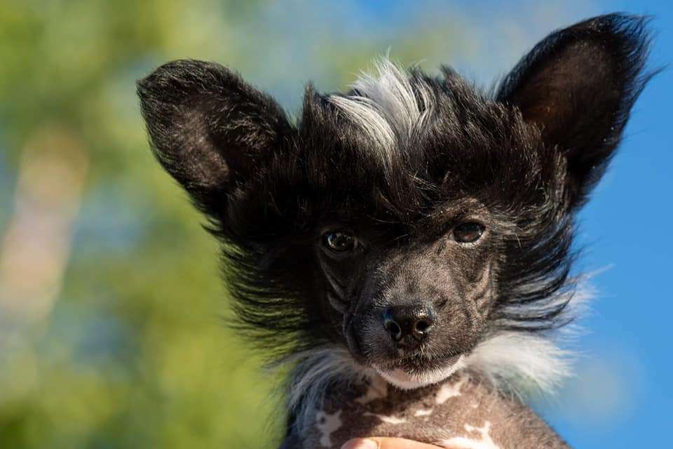 Fera Viva Bobbi Brown