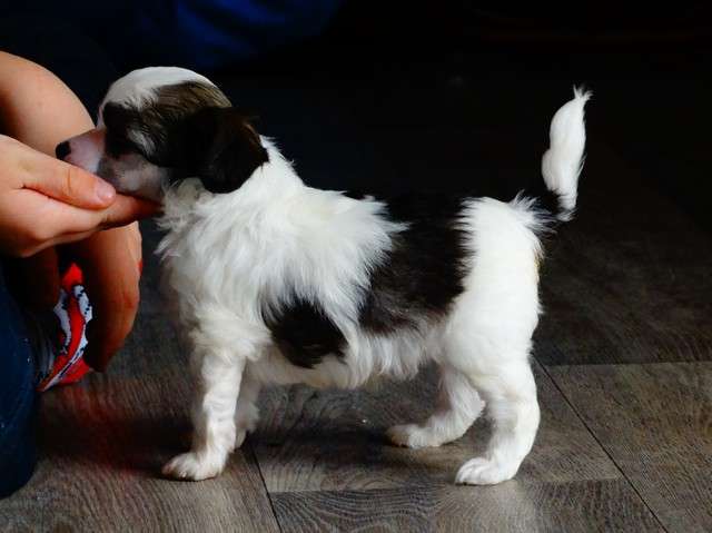 Forseti's Value Point