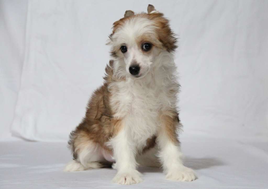 Nefritovyi Budda   Yellow Rose