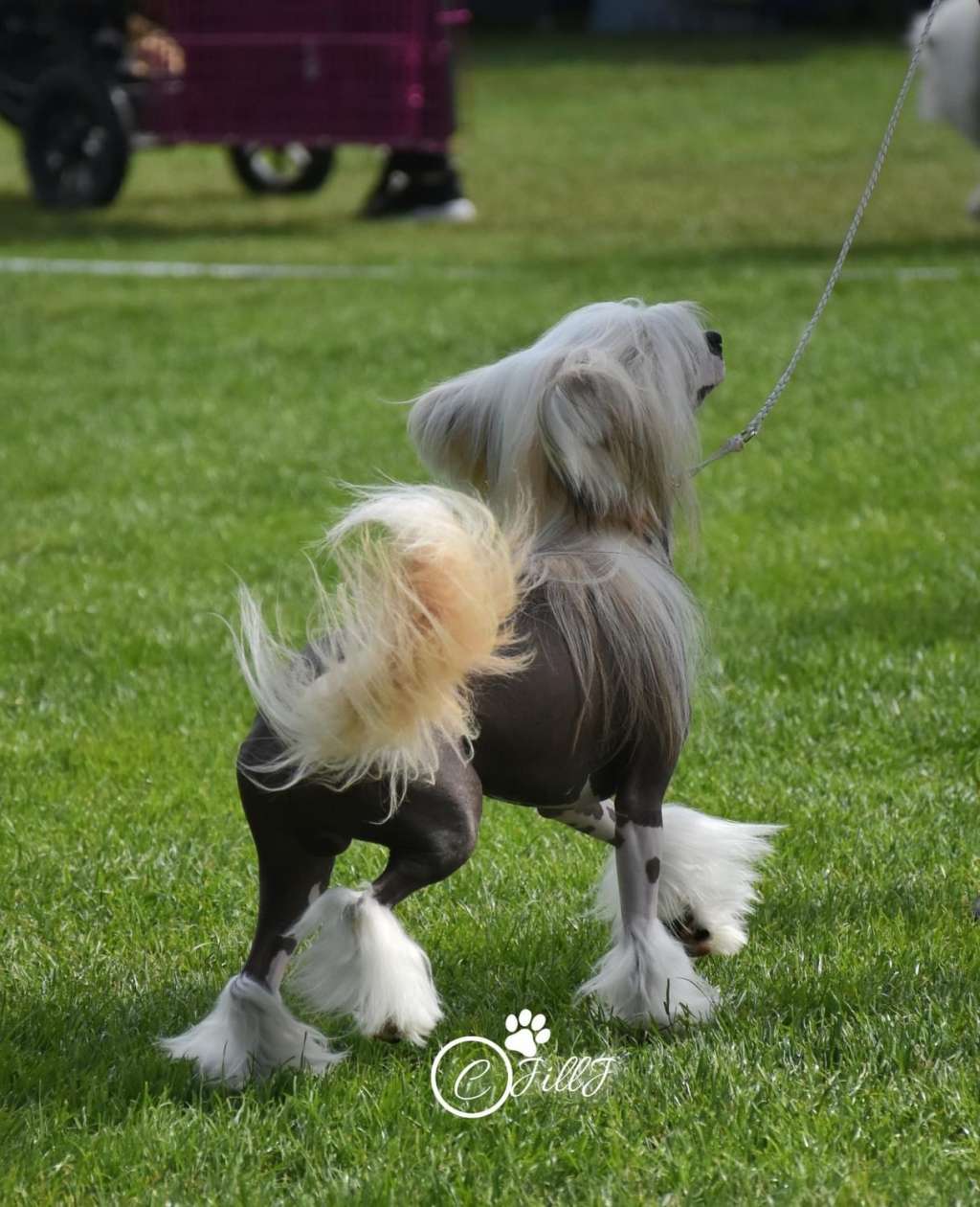 Sirocco Deeds Not Words