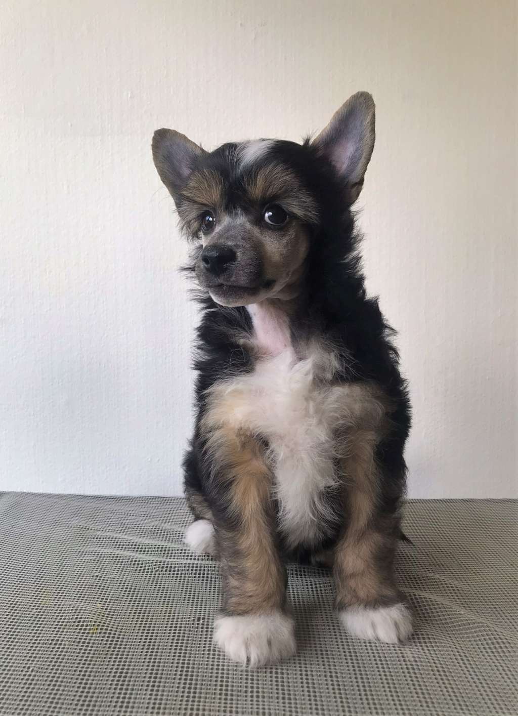 Sirocco A Vindication