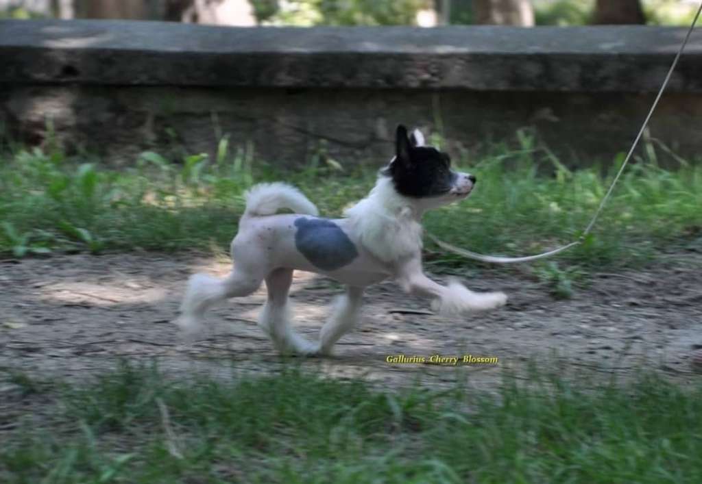 Gallurius Cherry Blossom