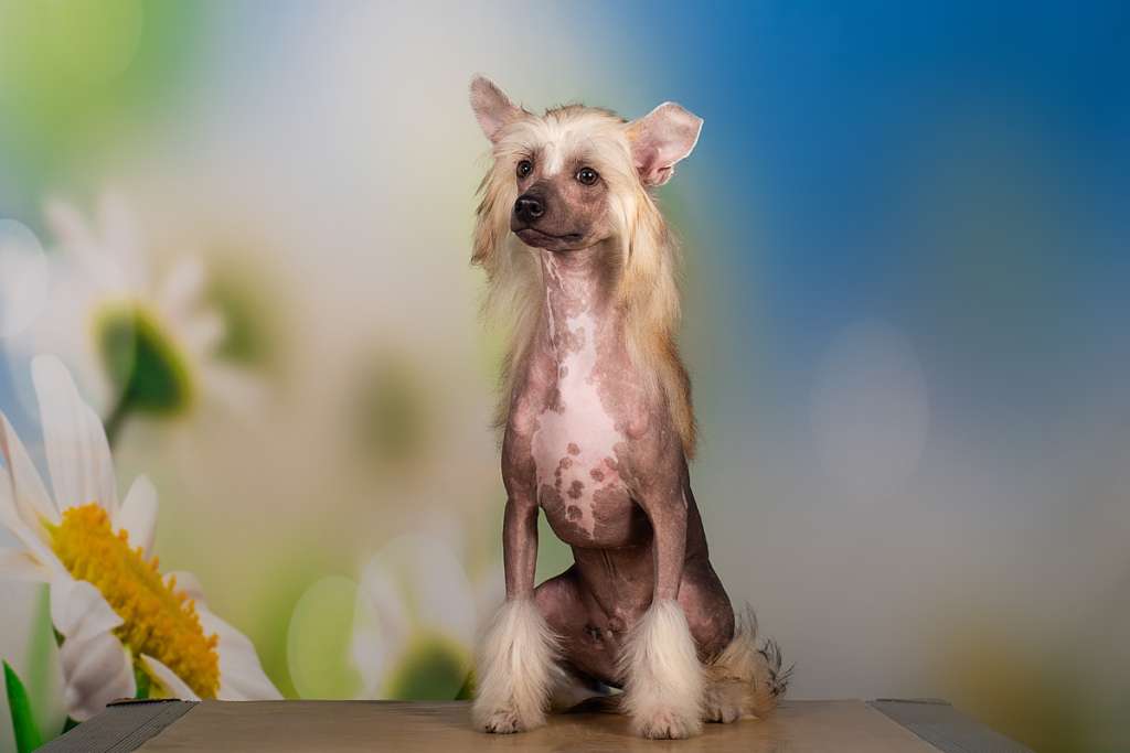 Ashantal Chervonny Tuz