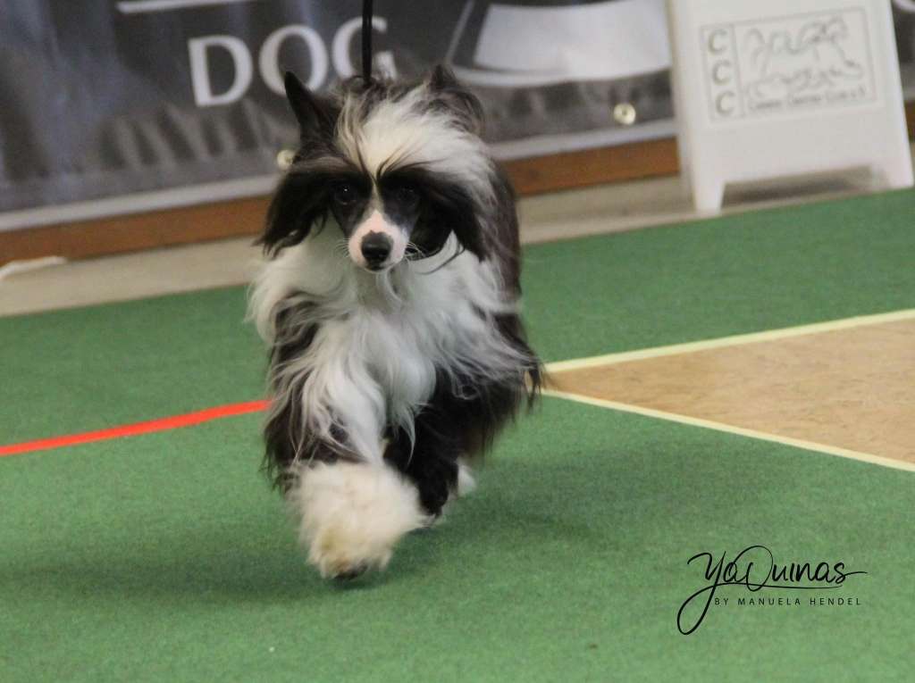 Hypnotic Lady Aschabey