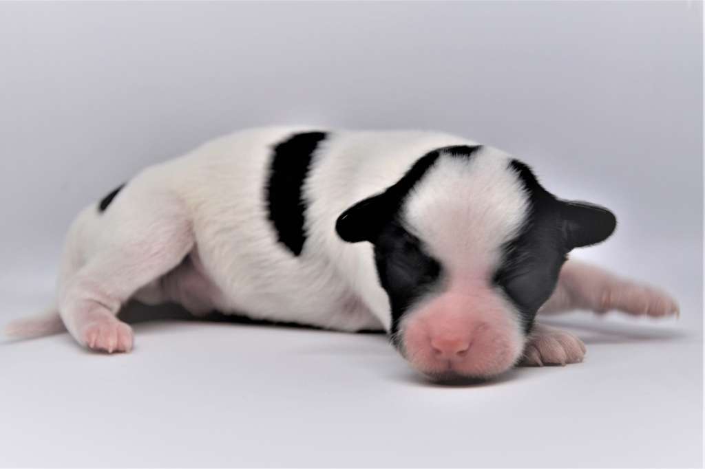 Harmonic Motion Aschabey