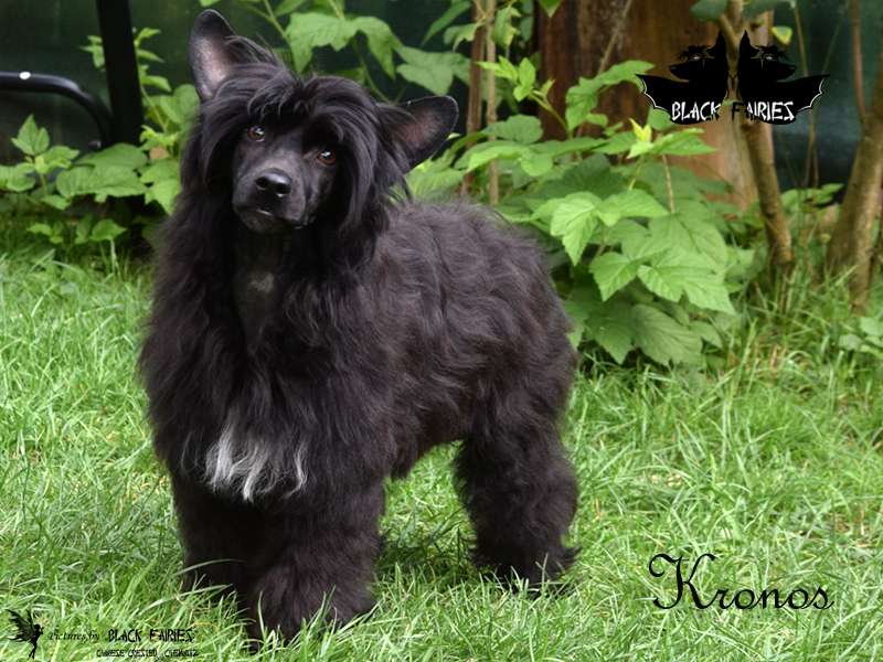 DreamDancer Kronos from *BlackFairies*